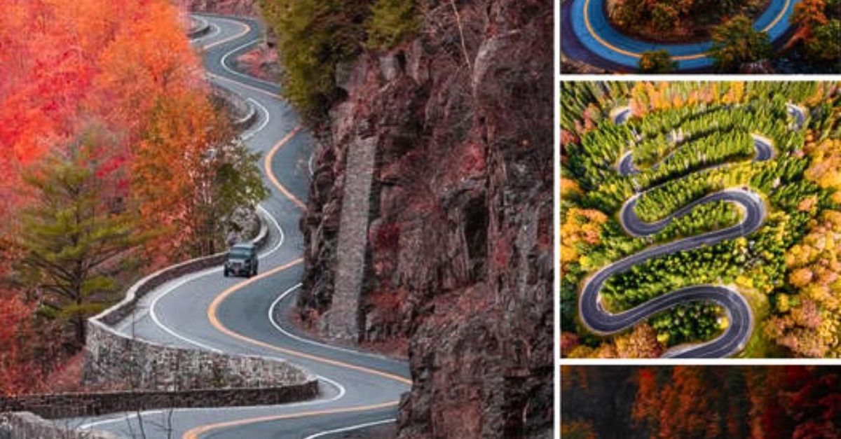 Madre perruna corre desesperada detrás del camión, intentando salvar a sus cachorritos que se alejaban de ella