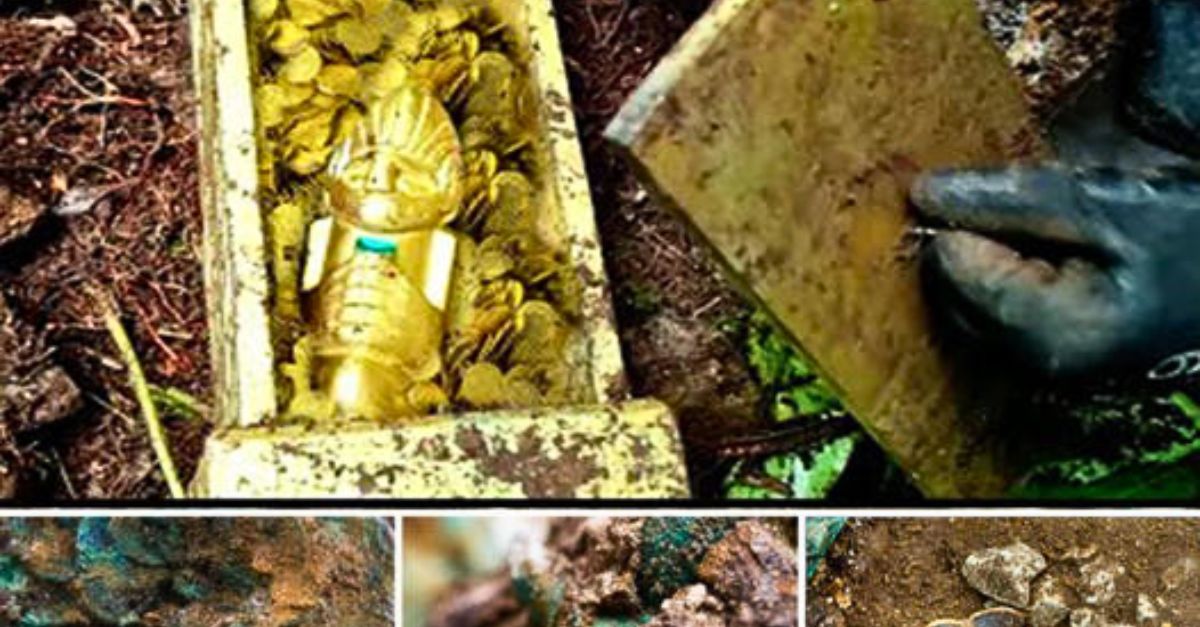 Perrito Pierde la Nariz de la Peor Forma Tras la Venganza Despiadada de Ladrones por Su ‘Traición’