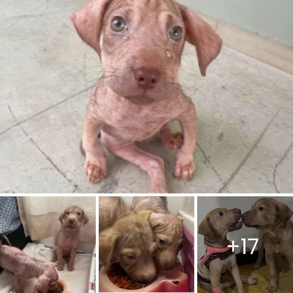 Un rottweiler abandonado y desconsolado sufre una transformación increíble gracias al poder del amor