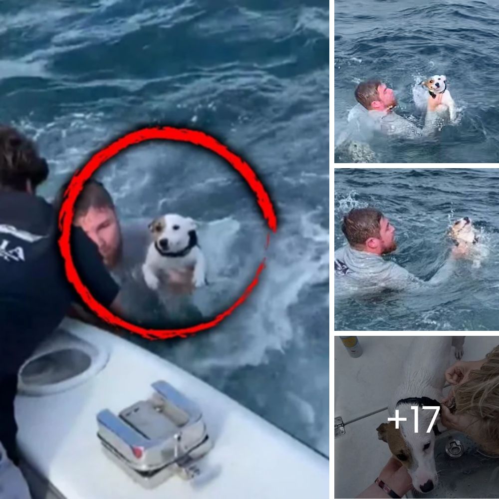 Un perro abandonado en un puente se rinde al amor de su héroe y encuentra esperanza en un sincero rescate