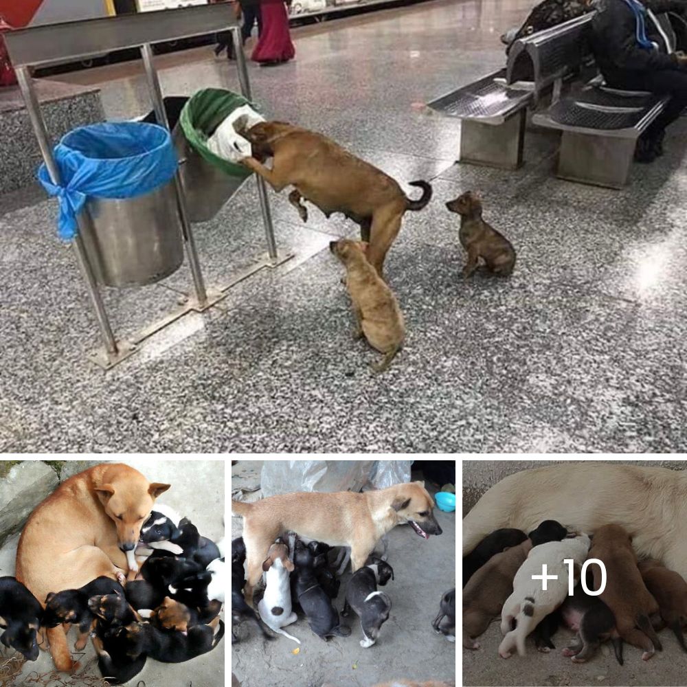 Con sus últimas fuerzas, encontró refugio en un poste, esperando en agonía hasta que alguien finalmente escuchó sus gritos.