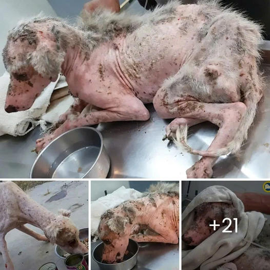 Campeón había perdido todas sus ganas de vivir, hasta que un alma bondadosa llegó para darle una nueva esperanza