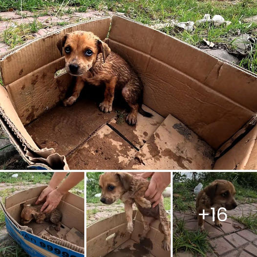 “Where are we, mother?” – Orphaned Baby Animal Desperately Clings to a Traffic Cone, Mistaking It for Her Mother in a Heartbreaking Scene