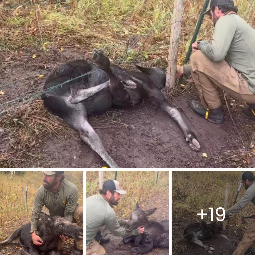 From Neglect to Hope: Emaciated Cougar Nursed Back to Health After Being Rescued from a Cruel Alabama Zoo