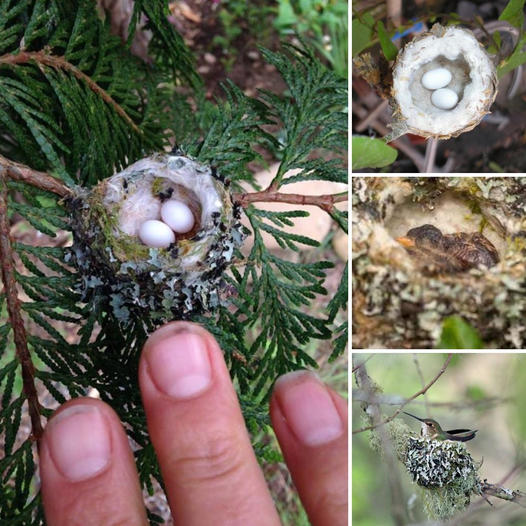 Capturan el tierno momento en que su perrito se une a la abuela bailando reggaetón, derritiendo corazones en Internet