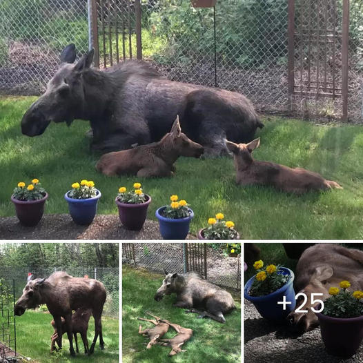 ‘A Mother Is Always a Mother’: Exhausted Mama Bear Selflessly Feeds Her Hungry Cubs, Putting Their Needs Before Her Own