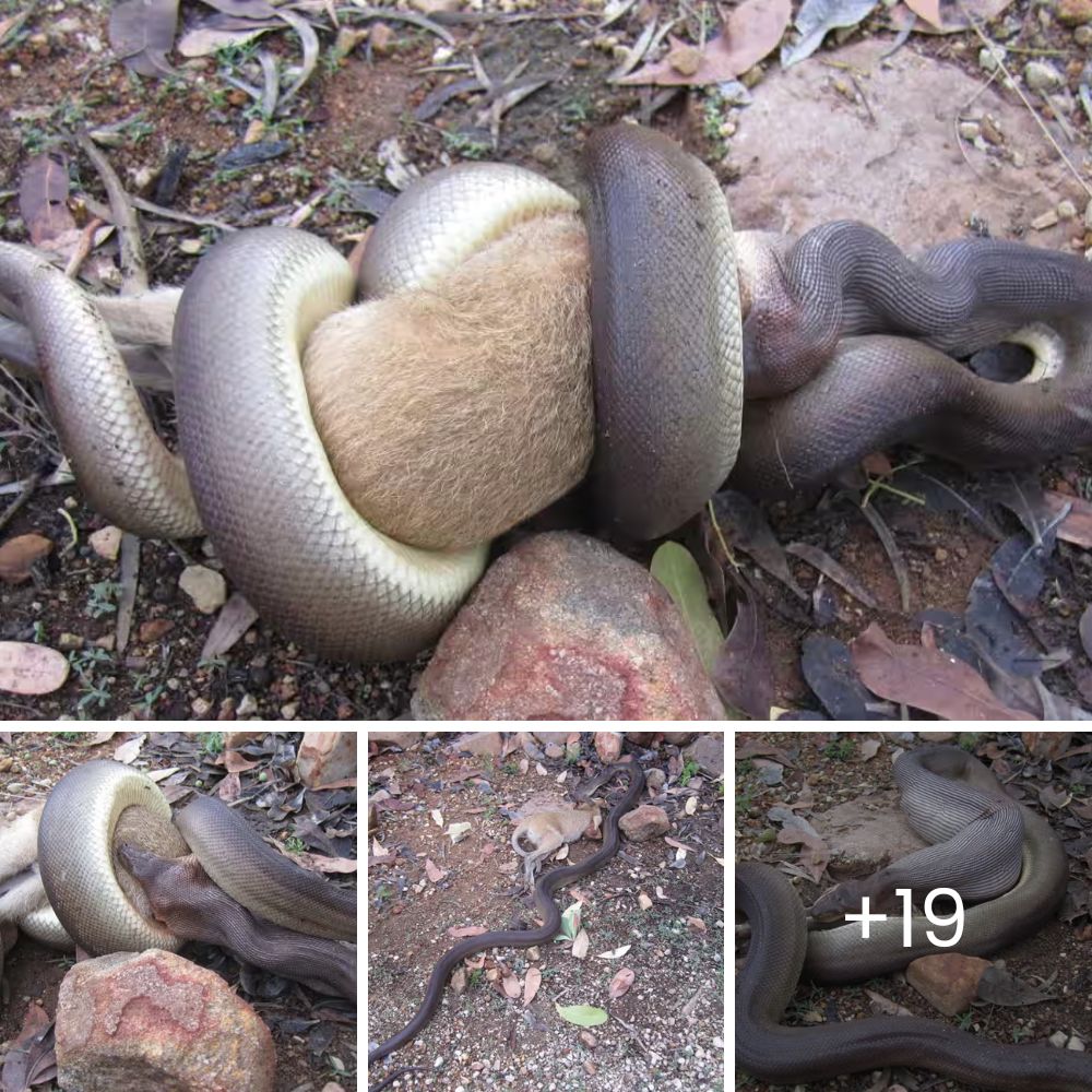 La Pobre Perrita Temía a los Humanos, Pero Él Supo que Debía Ofrecerle una Nueva Vida y Amor Incondicional