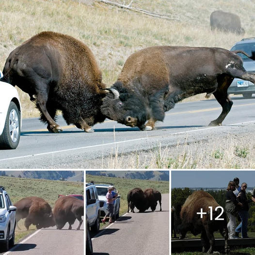 Pastor Alemán Hace Todo lo Posible para Calmar al Pequeño Búho en Necesidad Urgente de Ayuda, Mostrando Gran Compasión