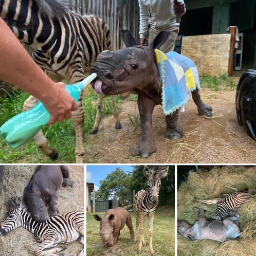 En una Granja, Descubren a una Perrita Aterrada y Misteriosa, Ocultando con Desesperación Algo en la Pared