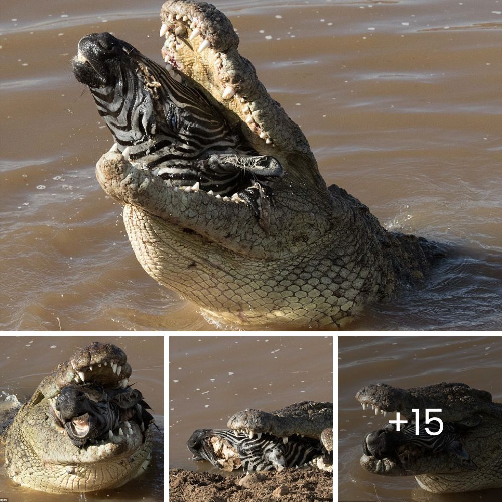 Perrito con la nariz torcida, ignorado por todos, finalmente encuentra una familia que lo ama tal como es
