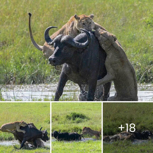 Wings of Fury: Pregnant Leopard Launches Into the Air, Pouncing on a Warthog in a Stunning Mid-Flight Attack