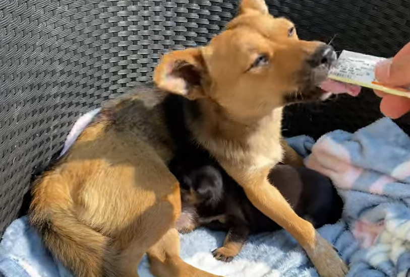 “Little fawn, you lost your mother” – Helpless Baby Deer Emerges from the Forest, Desperately Appealing to a Woman for Rescue and Compassion