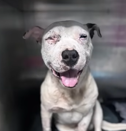 A heartbroken dog cries for hours during his best friend’s funeral and deeply regrets the loss