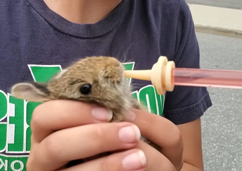 Perro Abandonado por Ser ‘Feo’ a Punto de Ser Sacrificado, Pero Su Valor y Esperanza Cambian el Destino