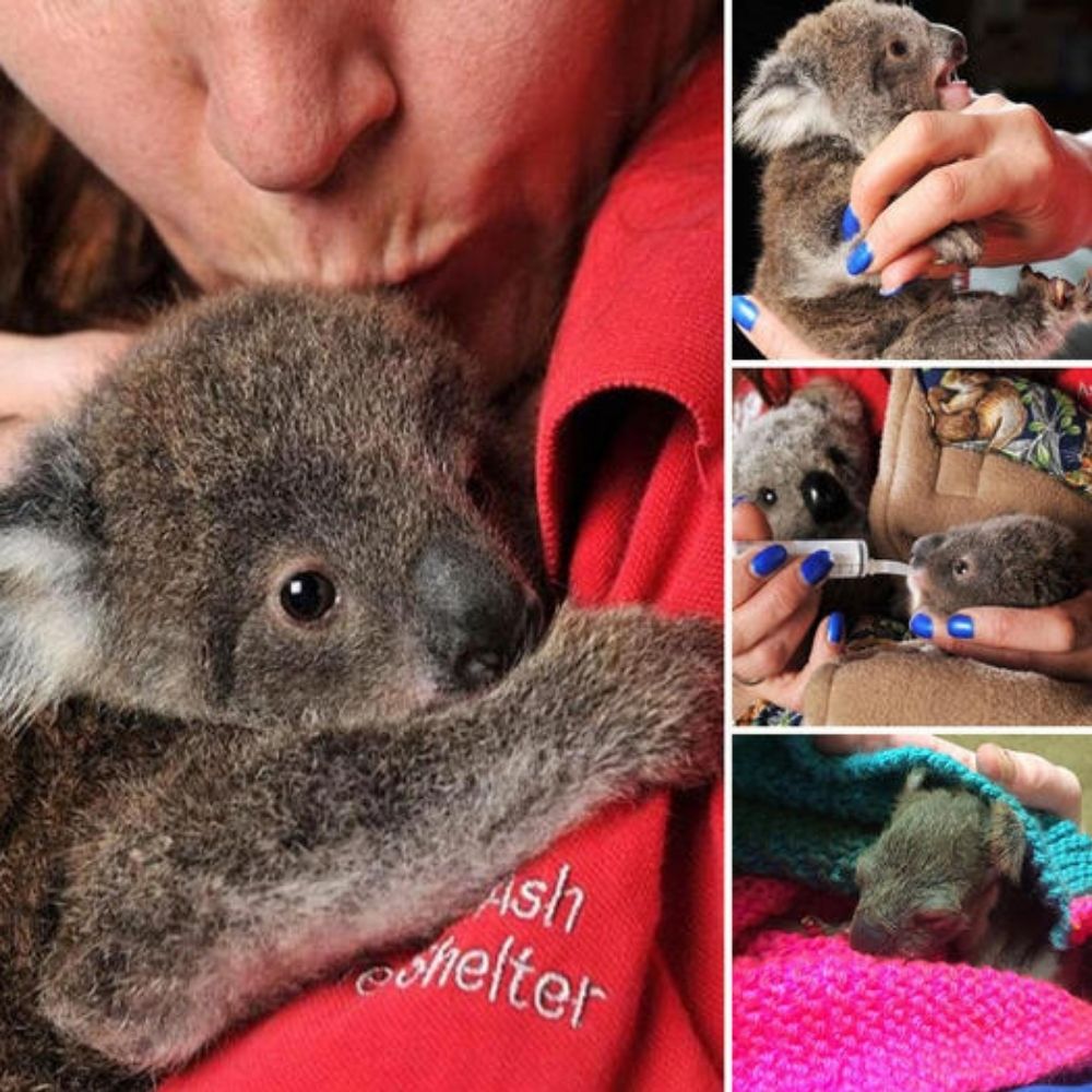 Perro hambriento y con el corazón roto espera, con la esperanza desgarradora de que su familia se apiade de él