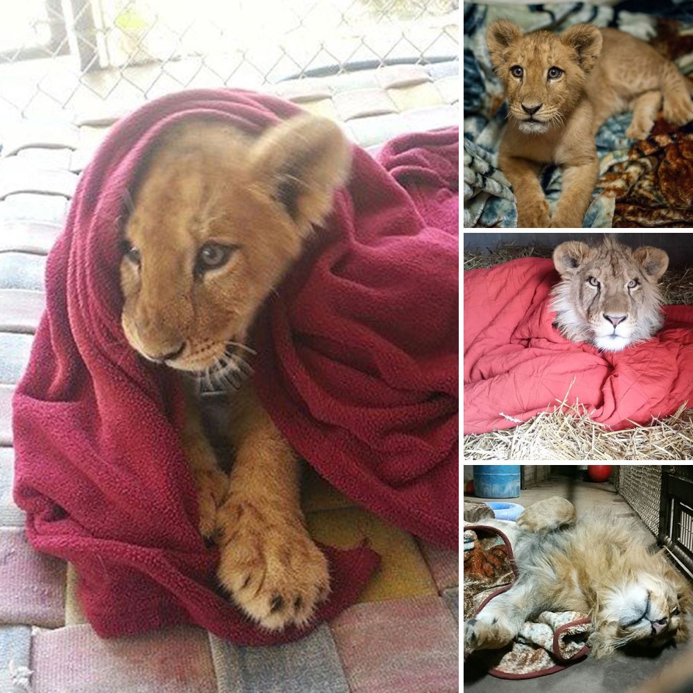 El dulce anciano que vendía chicles para alimentar a su perrito llora desconsolado tras perder a su fiel compañero