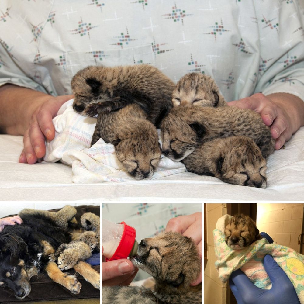 Estación de autobuses transforma neumáticos en acogedoras camitas, brindando calor y refugio a perritos sin hogar