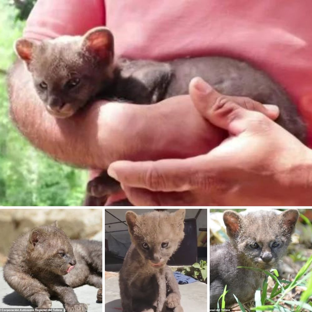 “I can’t leave it”! Farmer Believes He’s Saving a Kitten, Only to Realize He’s Rescued Lost Cougar Cub in Need of Care