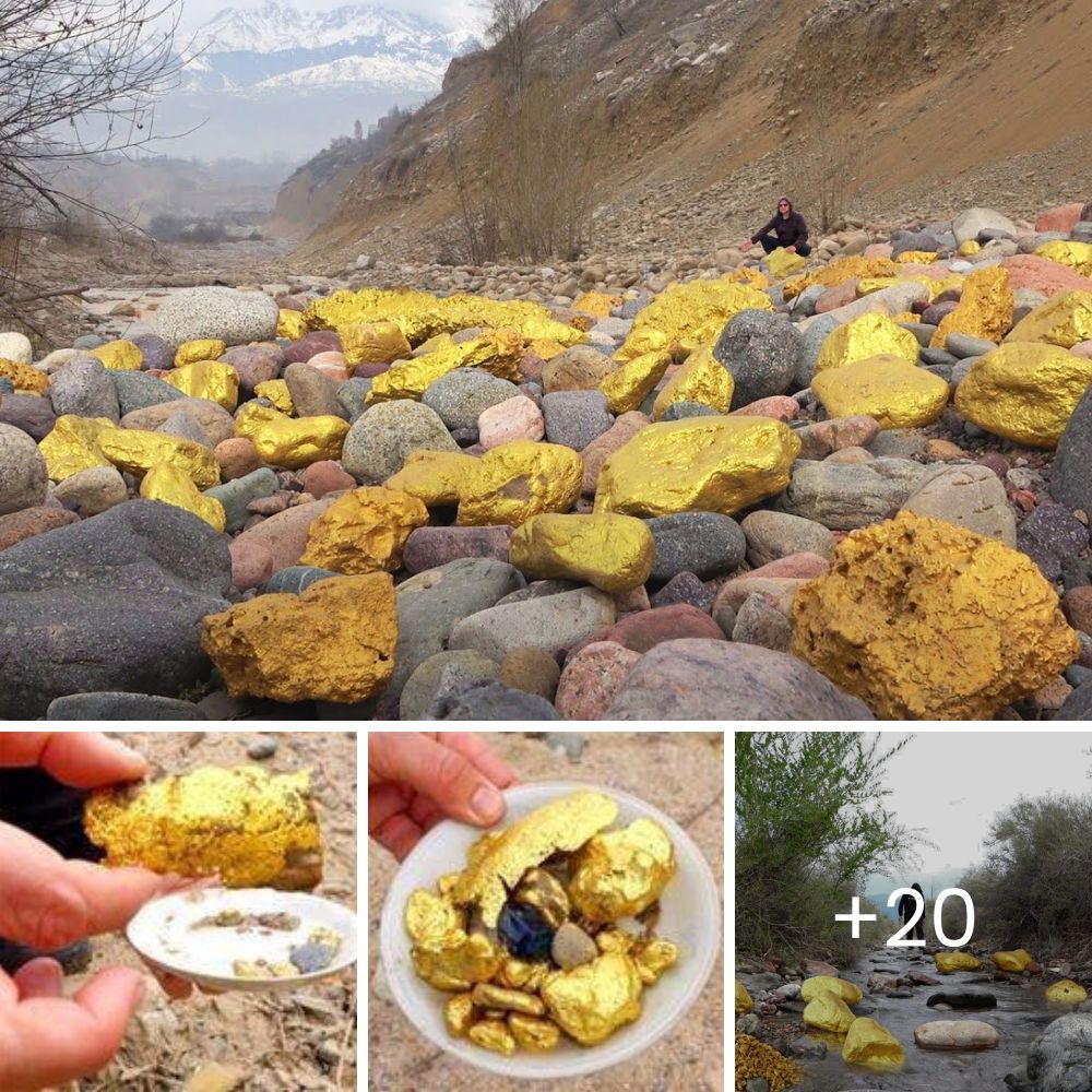 Left in Darkness: Family Abandons Loyal Dog After She Goes Blind, Just When She Needed Them Most