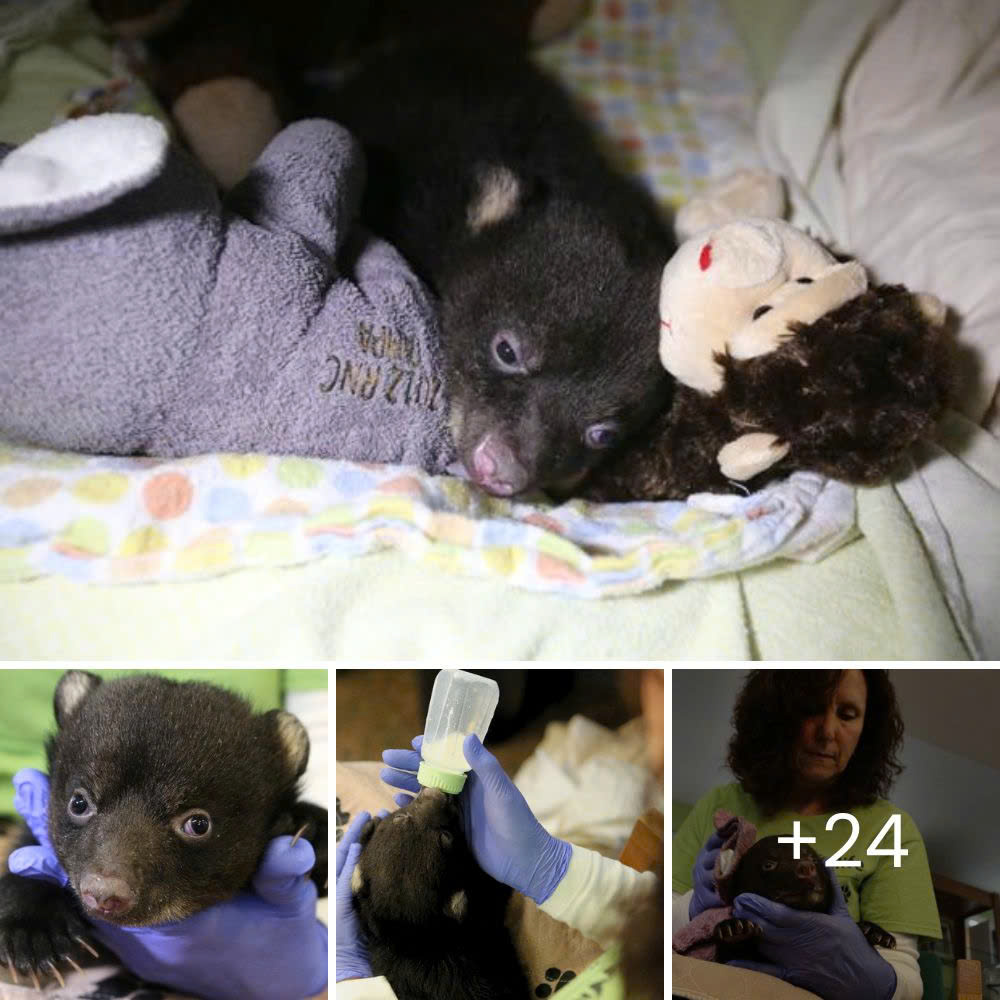 I miss you mom! the 8 week old baby bear is sad because his mother passed away