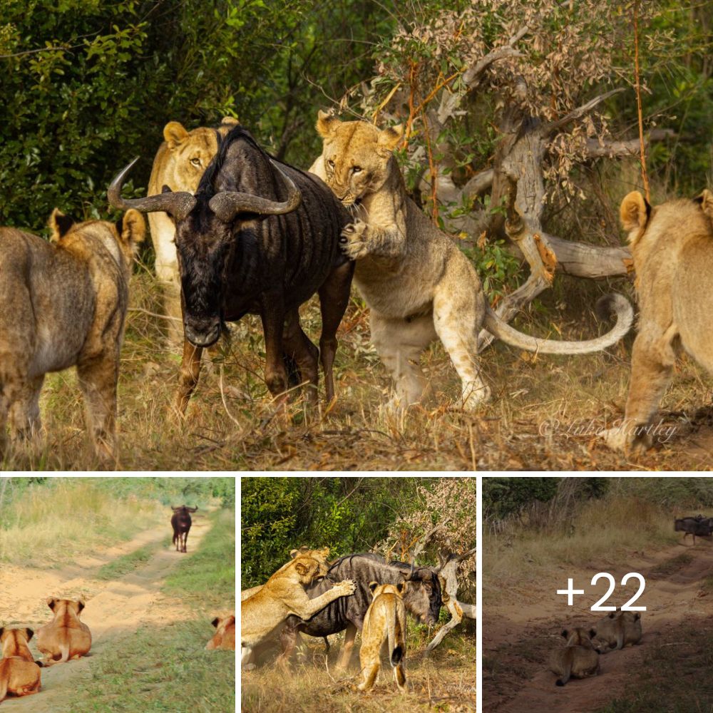 Adoptan al Perrito que Esperó Fielmente 8 Días Fuera del Hospital, Sin Saber que Su Dueña Había Fallecido