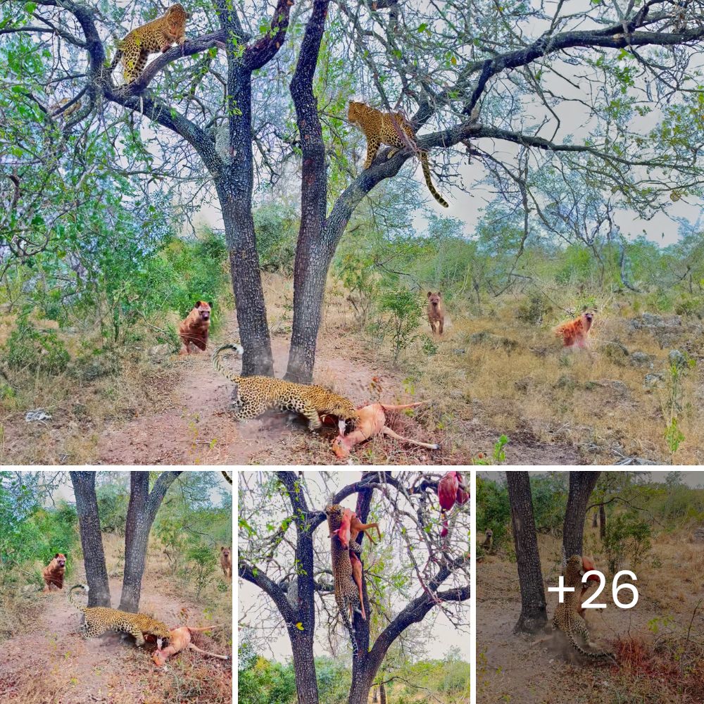 “Can you wake up, mami? I’m scared” – A baby deer clings to its mother’s lifeless body, holding on to hope and love.