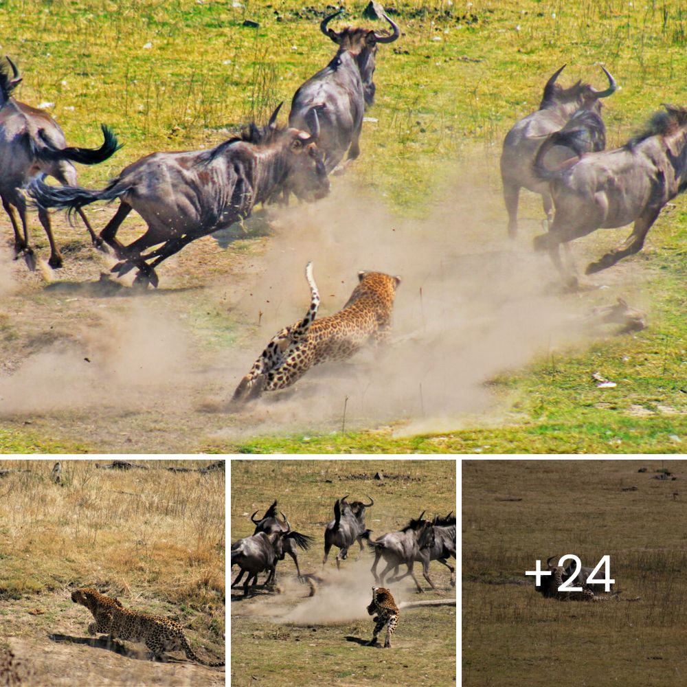 His owner wanted him put down, but the vet, deeply moved, gave him a second chance to live a happy life