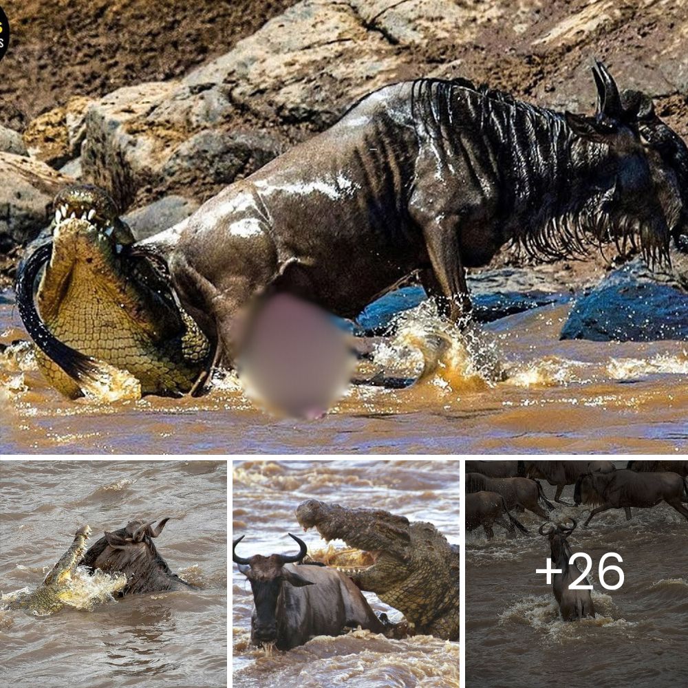 Historia Desgarradora: Un Anciano Perro Callejero Espera en Vano el Regreso de Sus Dueños, Conmoviendo con su Fidelidad Inquebrantable