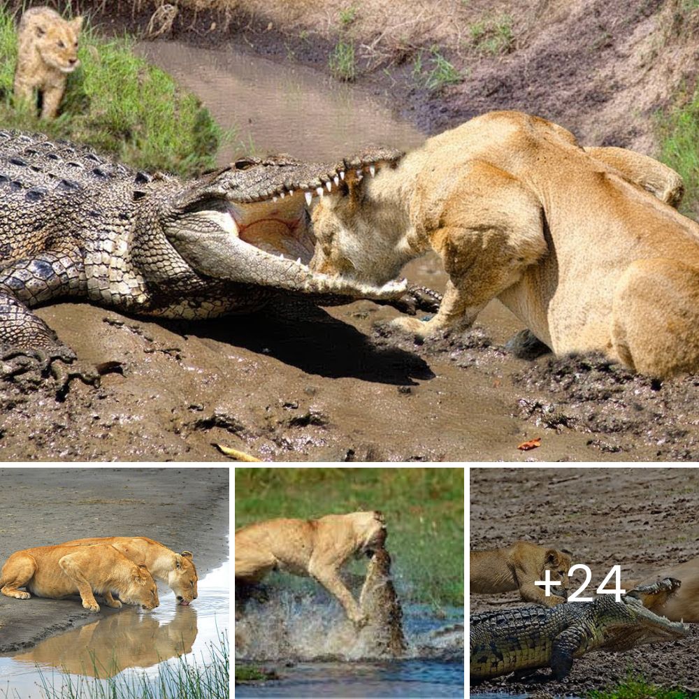 Lionesses usually see leopard cubs as rivals, but experts were stunned when Nosikitok, a lioness, adopted a solitary leopard cub near her den