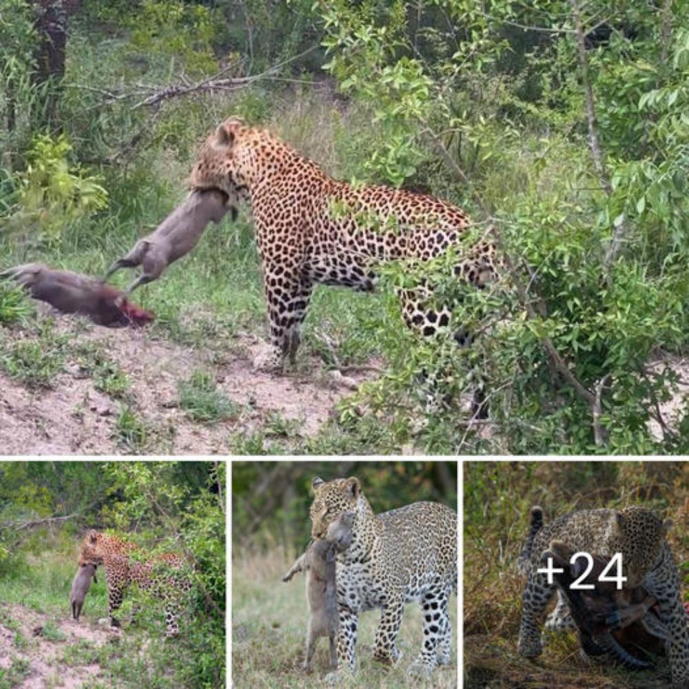 Entre la Basura y el Olvido: Un Cachorrito Lucha por su Vida, Aferrándose a la Esperanza en un Vertedero