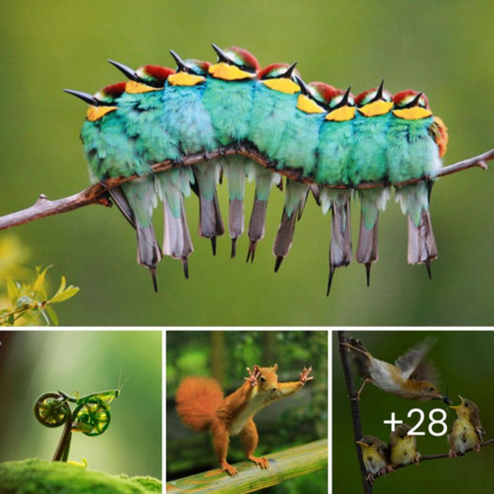 «Resiste, Amigo»: Perrito Auxilia a Otro Perro Atropellado y No Se Aparta de Él Hasta que Llegue la Ayuda