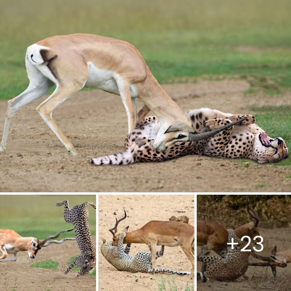 “Final Plea for Life”—A Duiker’s Heartbreaking Cry Echoes as a Cheetah Approaches in Its Last, Fragile Moments