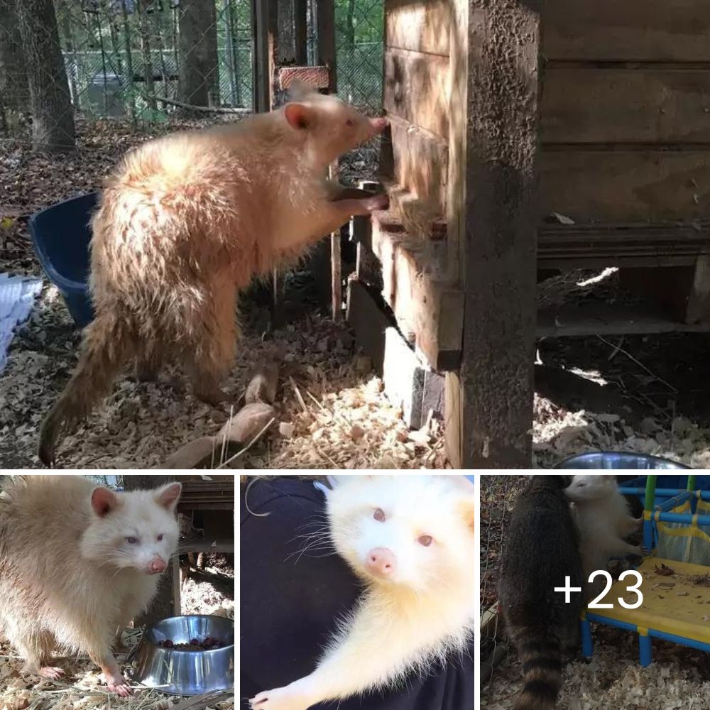 “You’re safe now” – Young Man Heroically Catches Dog Falling From Fourth-Floor Balcony, Saving Its Life in a Heart-Stopping Moment