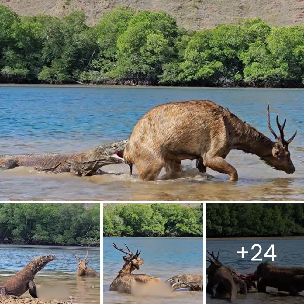 A Homeless Pitbull Finds Peace at Last, Falling Asleep in the Car Moments After Being Rescued