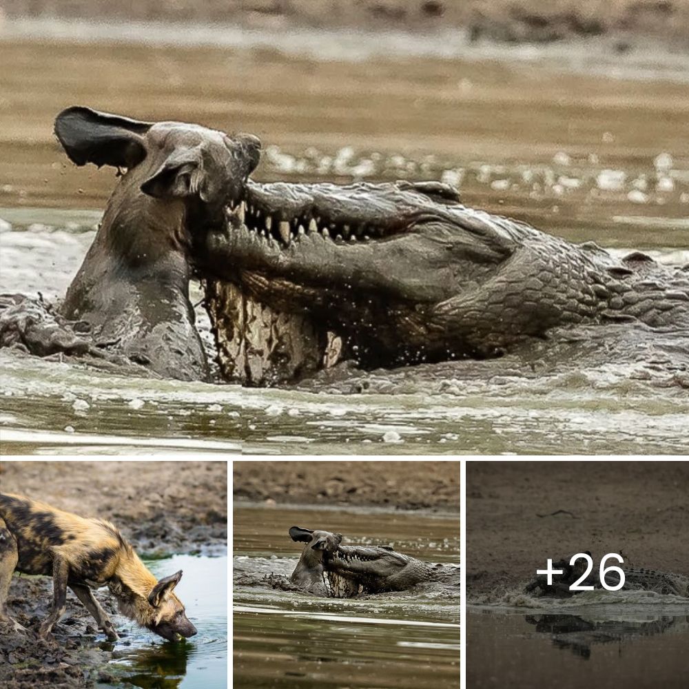 “Bro, we have to help it” – Brave Teens Leap into a Mud Pit, Saving a Scared Kangaroo and Showing Unbreakable Compassion in the Face of Fear