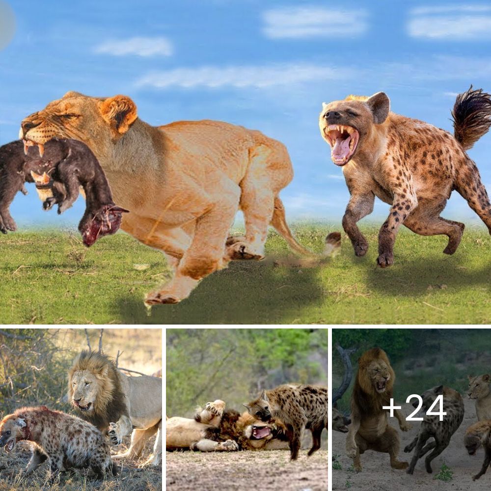 Nadie lo Quería, Pero Ella Sí: Mujer Valiente Adopta a un Perrito Anciano y Enfermo, Regalándole un Último Hogar de Amor