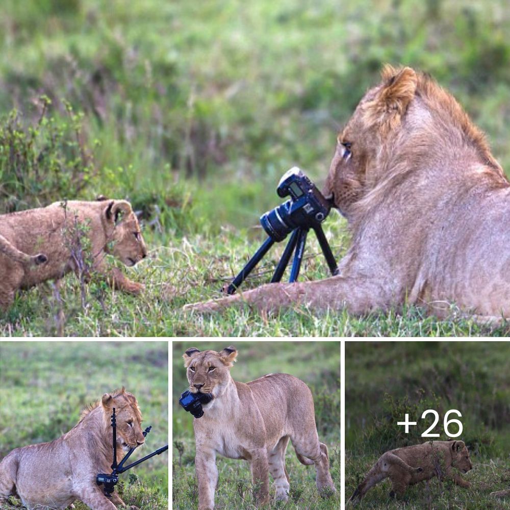 Perrita de 9 Años Rescatada No Deja de Lamer a su Nueva Hermana, Protegiéndola con Amor por su Falta de Pelo