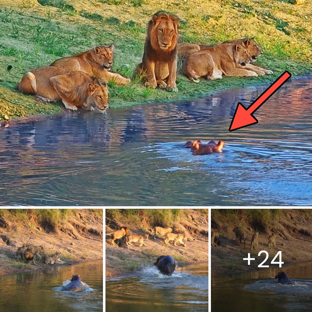Perrita a Punto de Dar a Luz Lucha con Todo su Corazón por Llegar a un Patio Abandonado