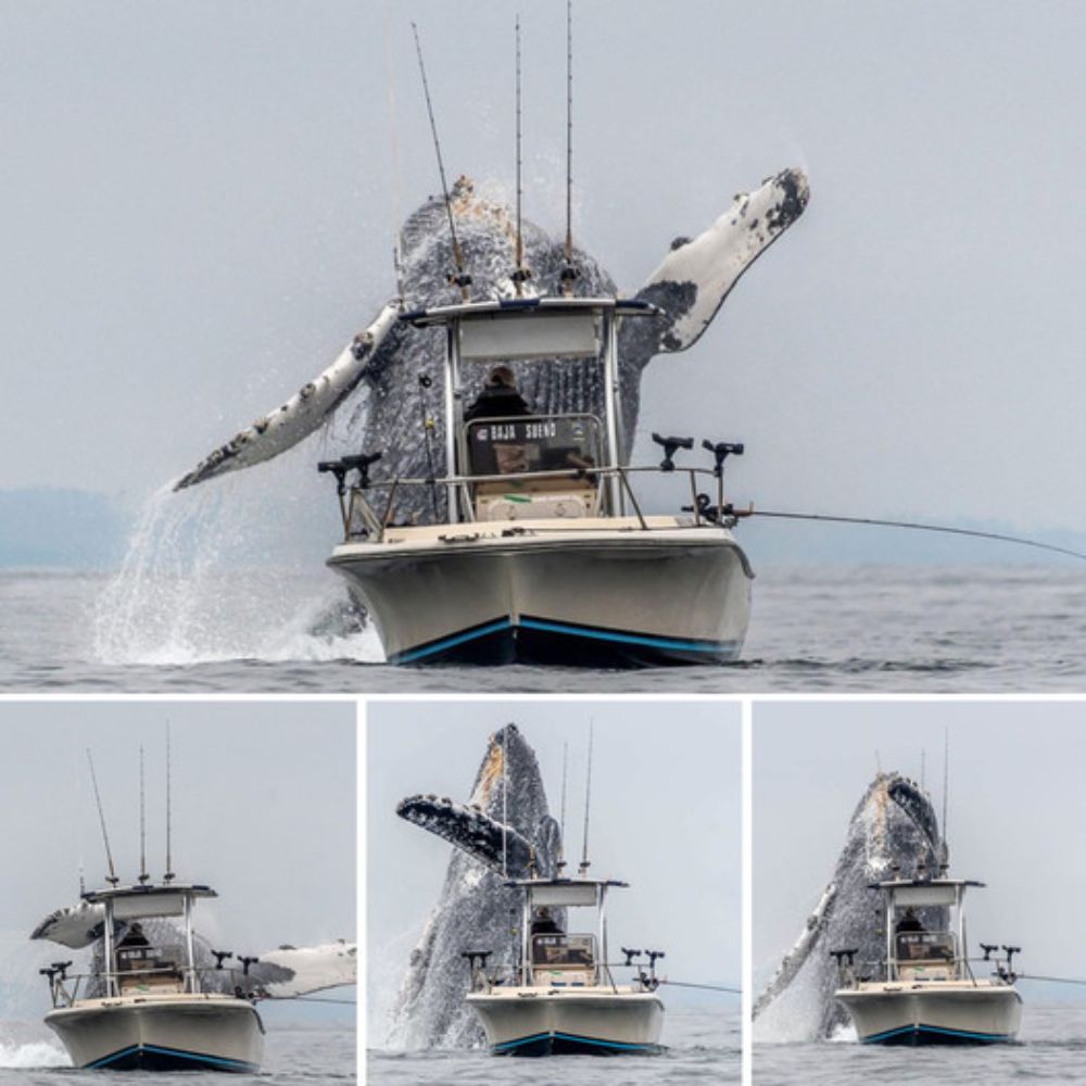 Un perrito se esconde lejos de una montaña de cuerpos, buscando refugio y una última esperanza de vivir