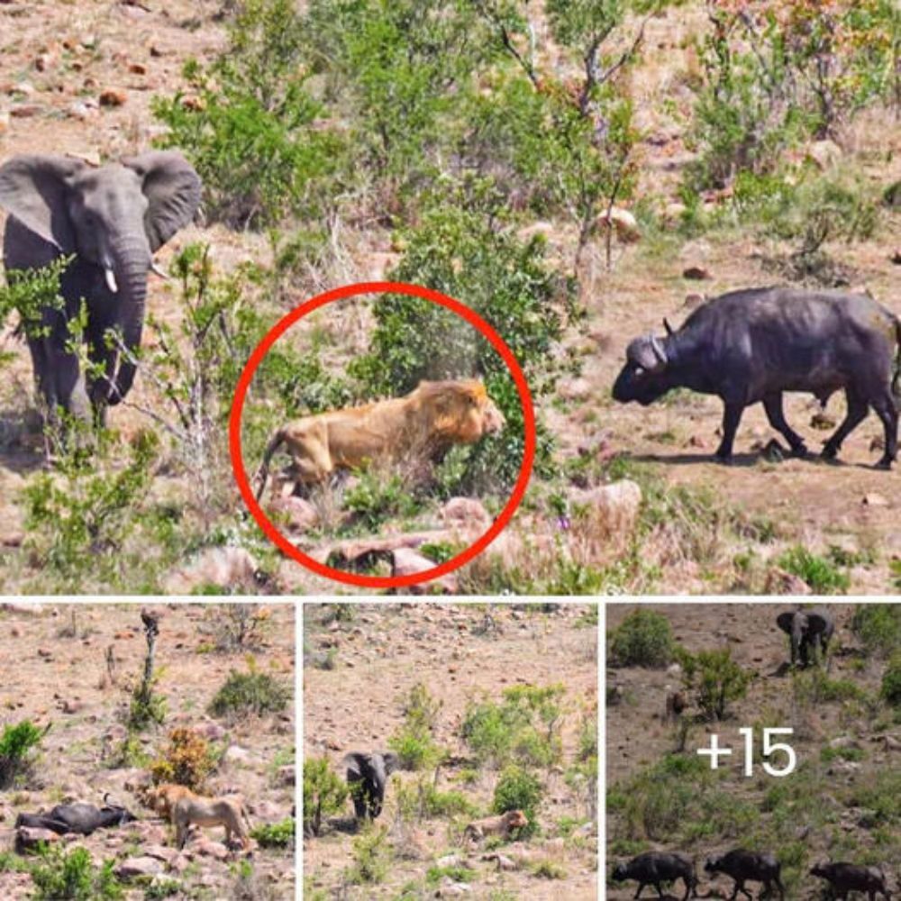 A heartbroken mother dog shields her puppies with her body after one is tragically stolen, showing unbreakable love and protection