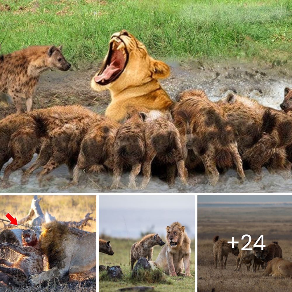 Con amor y lealtad inquebrantables, un valiente perro se sacrifica mordiendo a una serpiente de cascabel para salvar a su dueño