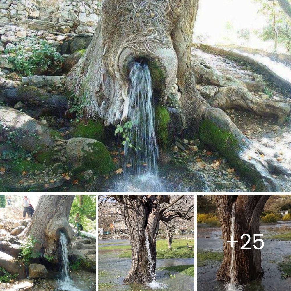 Sick and Discarded as ‘Useless,’ a Dog Buried in Trash Finds an Unexpected Ray of Hope Amidst Despair