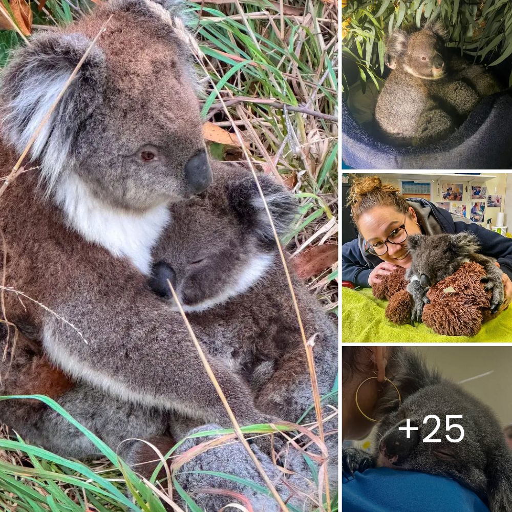 “Thank you so much” – Traffic stops completely as a mama bear tenderly leads her cubs across the road, warming hearts with their safe passage