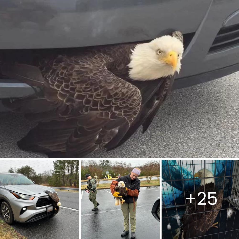 Perrito abandonado, hambriento de amor, finalmente encuentra paz al quedarse dormido en un cálido pesebre callejero