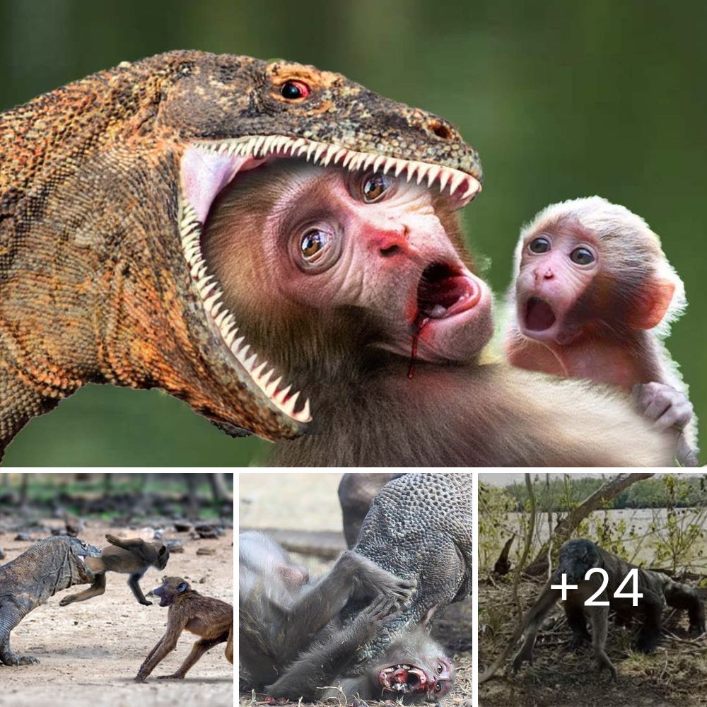 Adoptan al perrito que esperó fielmente 8 días afuera del hospital, sin saber que su dueña había fallecido