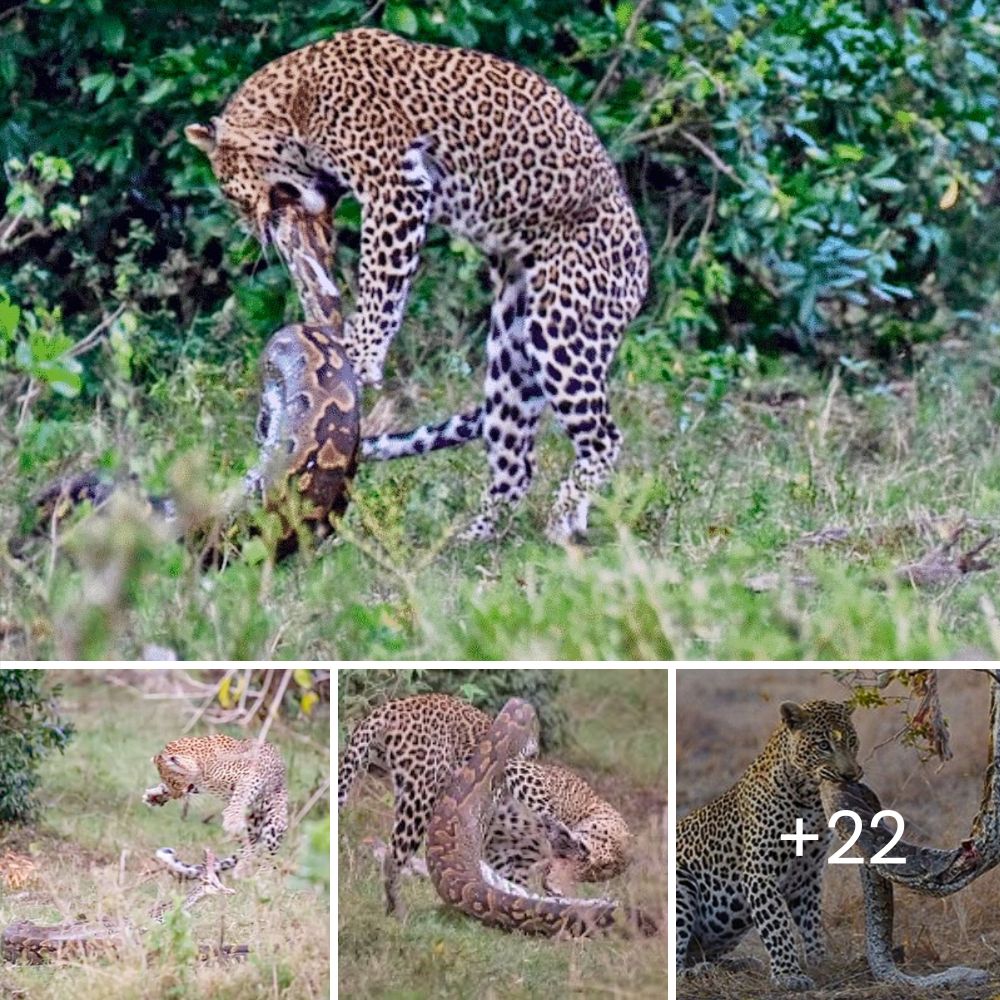 Leopard’s Chilling Game with Baby Antelope Ends in Heart-Wrenching Kill at South Africa’s Kruger National Park