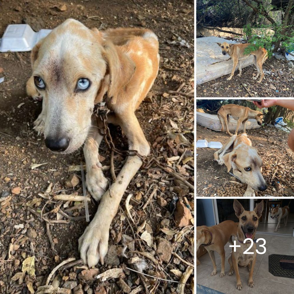 Rescata a un inocente perrito que sufría en manos de su vecino, y ahora lucha por justicia y un futuro lleno de amor