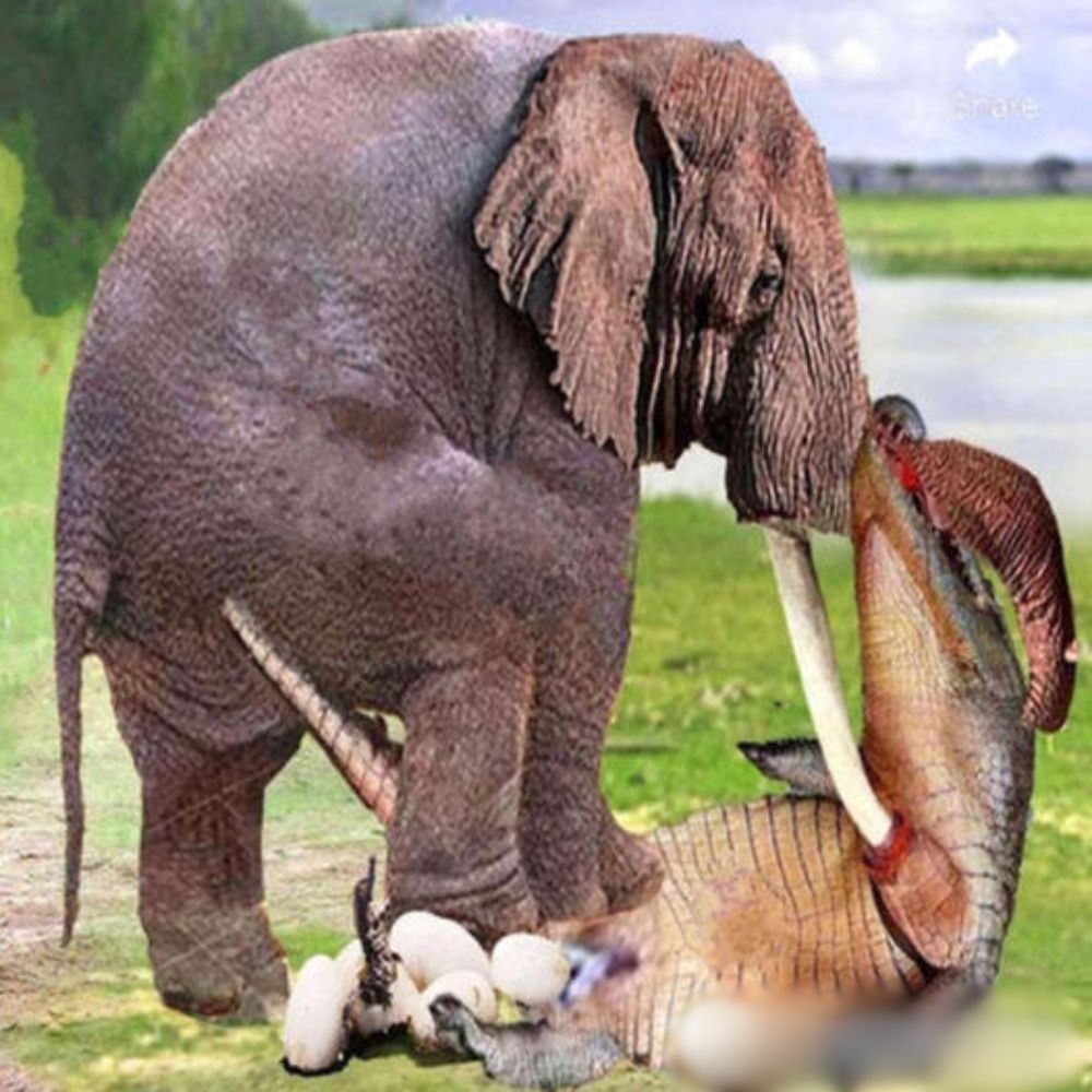 “Welcome, little one!” – Elephants Joyfully Rush to Embrace a Newly Rescued Baby at Refuge, Their Hearts Overflowing with Love