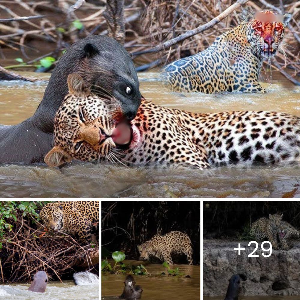 A Courageous Lechwe Braved the Crocodile-Infested Waters of the Chobe River, Searching for Hope—Only to Face a Hungry Predator