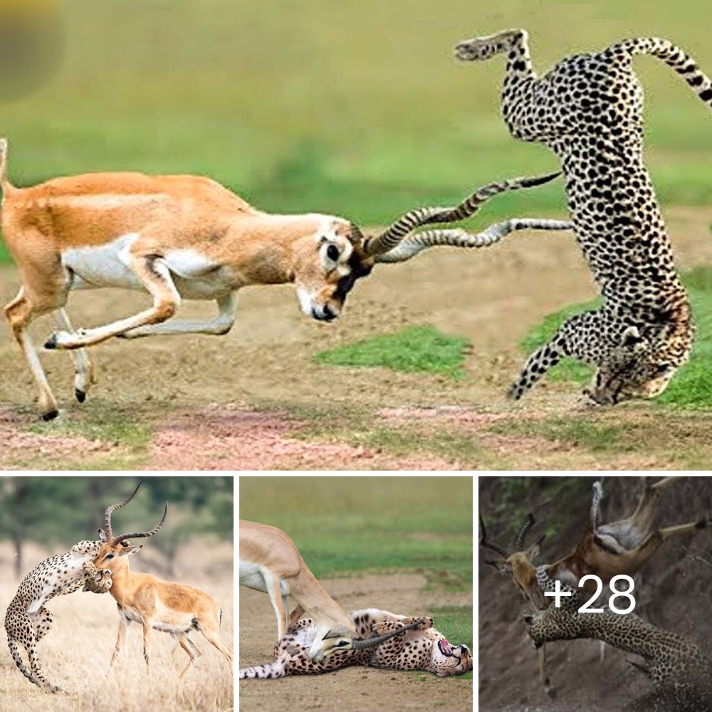 Abandonado en el Camino, un Perro Desafía el Destino y Emprende un Conmovedor Viaje de Esperanza y Supervivencia